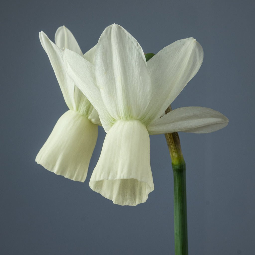Ice Wings - Special Narcissus - Fluwel