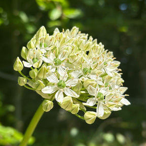 Allium nigrum