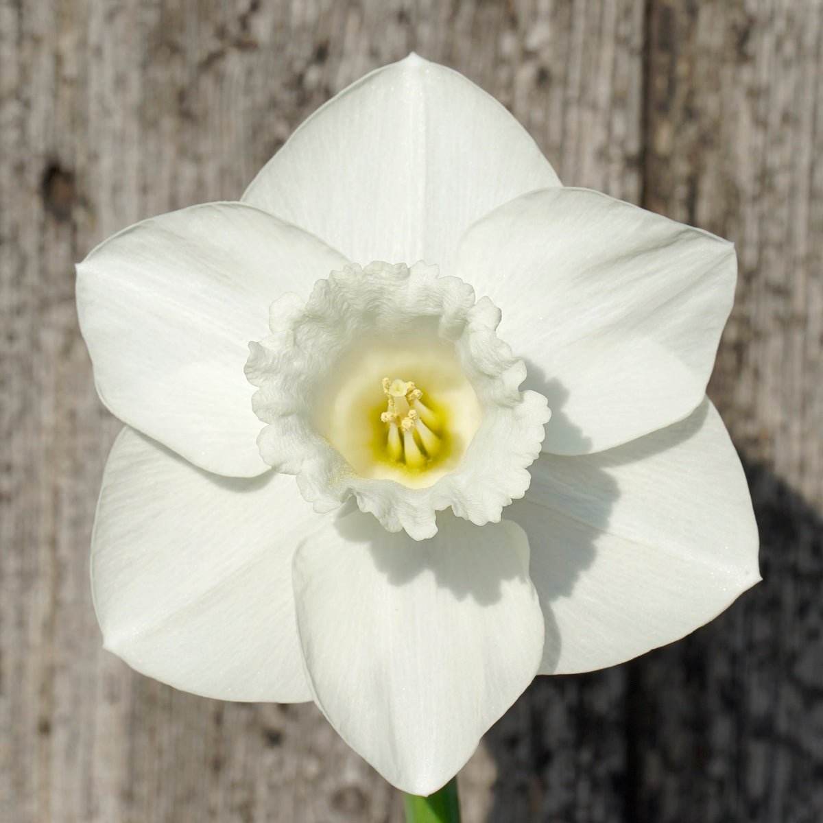 In Love - witte Trumpet narcis - Fluwel