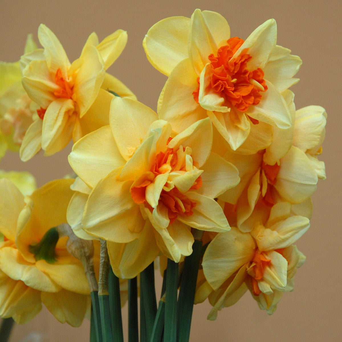 Innovator - Special Narcissus - Fluwel