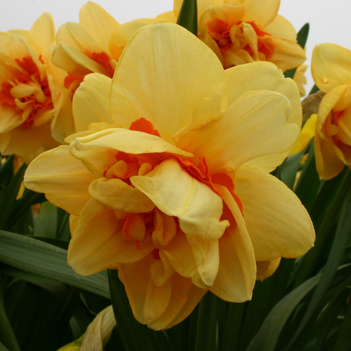 Innovator - geel-oranje-rode Double narcis - Fluwel