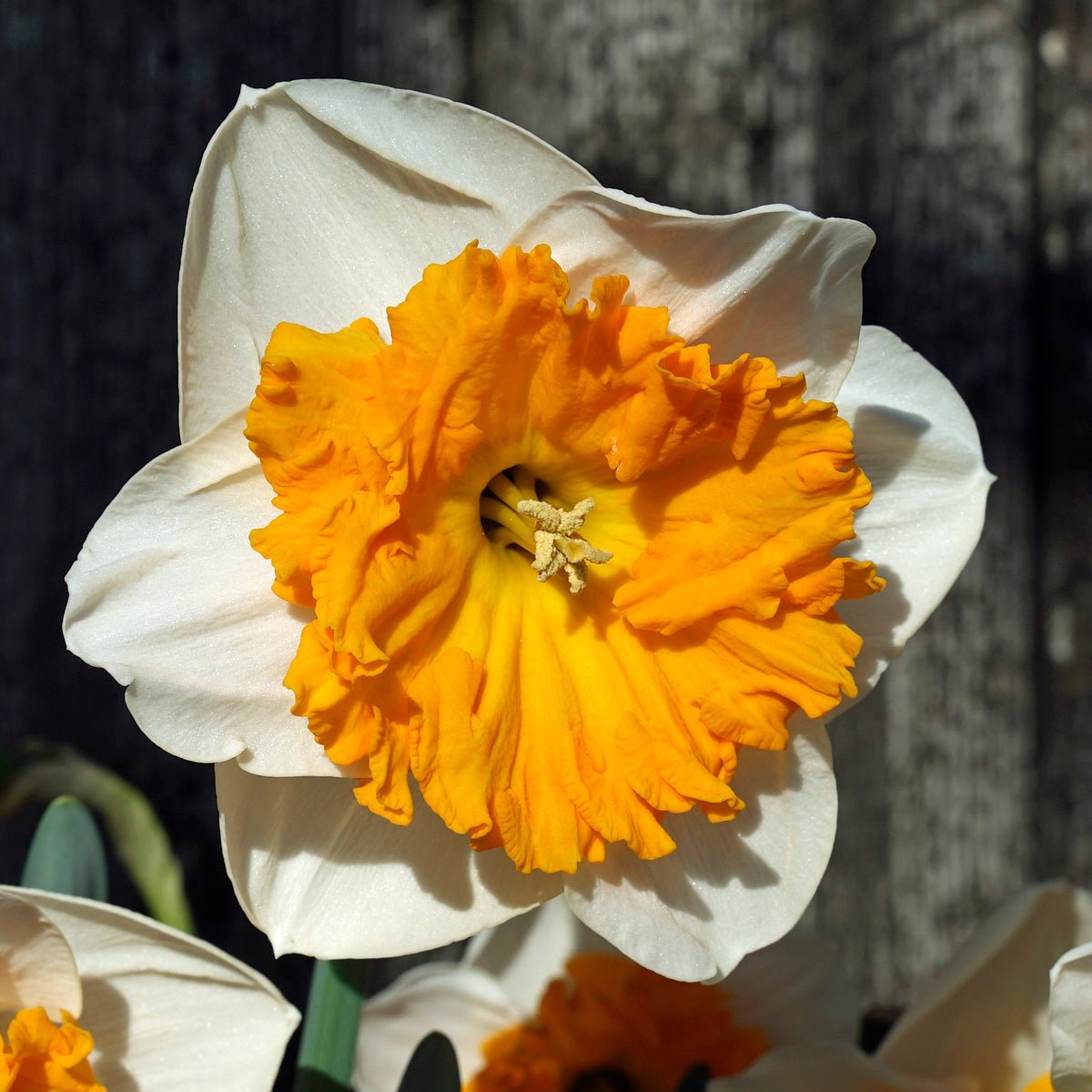 It's a Date - Special Narcissus - Fluwel