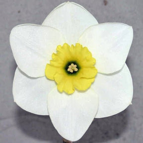 Jammin - Special Narcissus - Fluwel