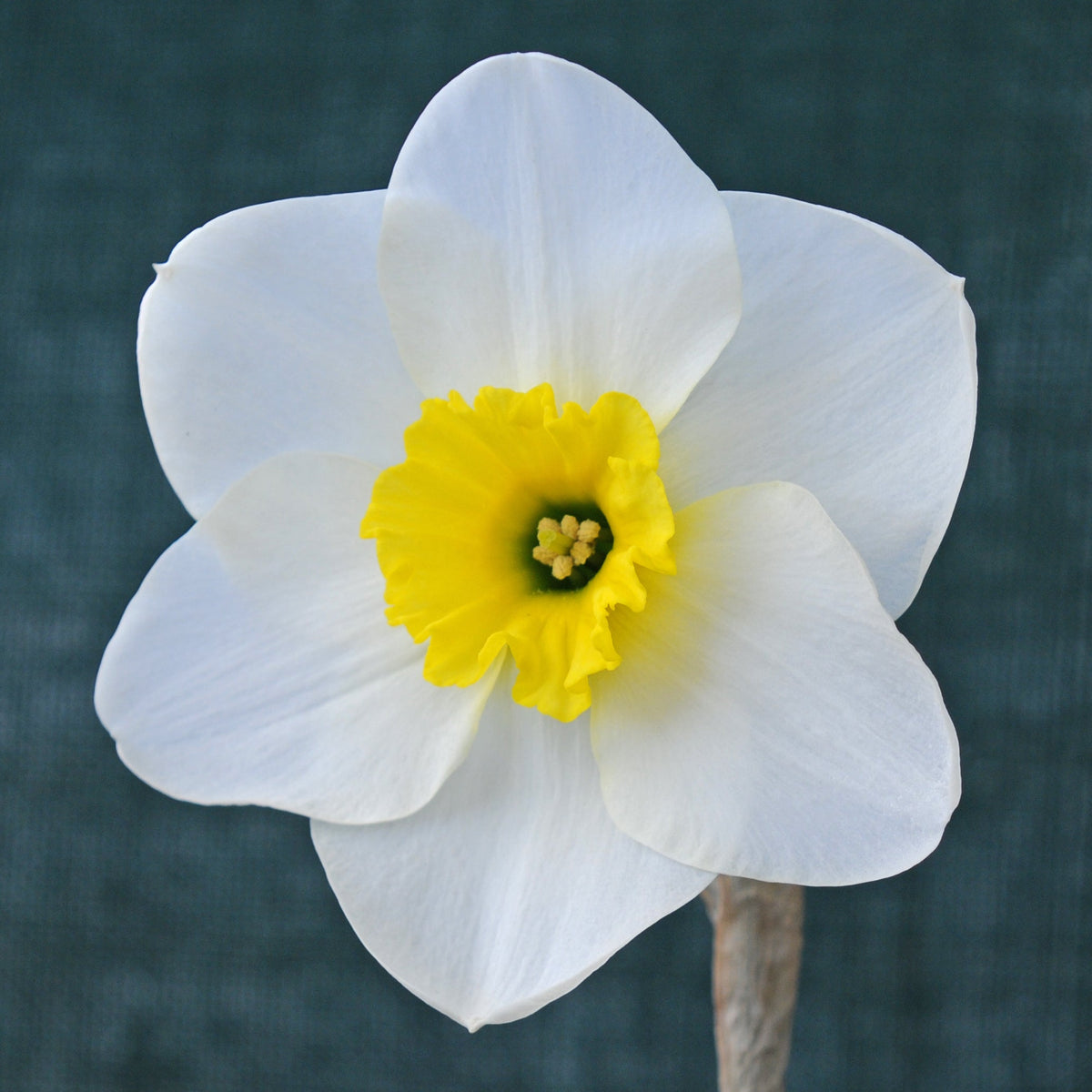 Jammin - wit-gele Small-cupped narcis - Fluwel