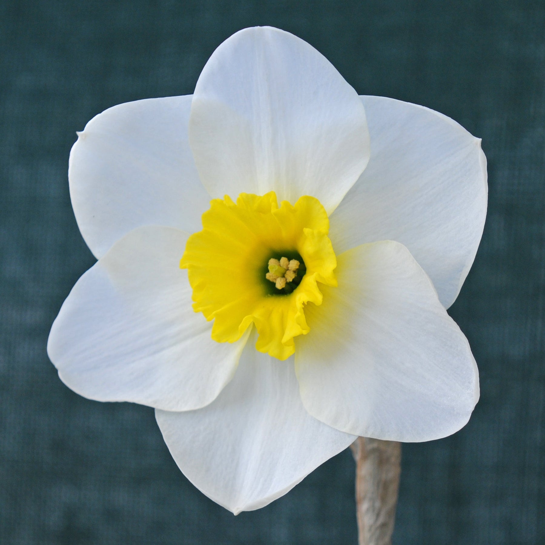 Jammin - Special Narcissus - Fluwel