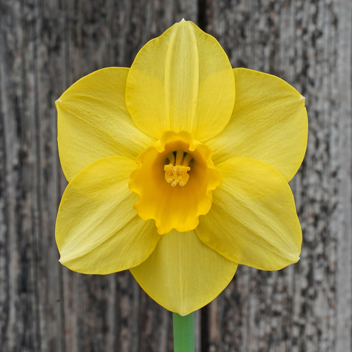 Janet's Gold - gele Large-cupped narcis - Fluwel
