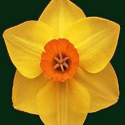 Jenna - Special Narcissus - Fluwel