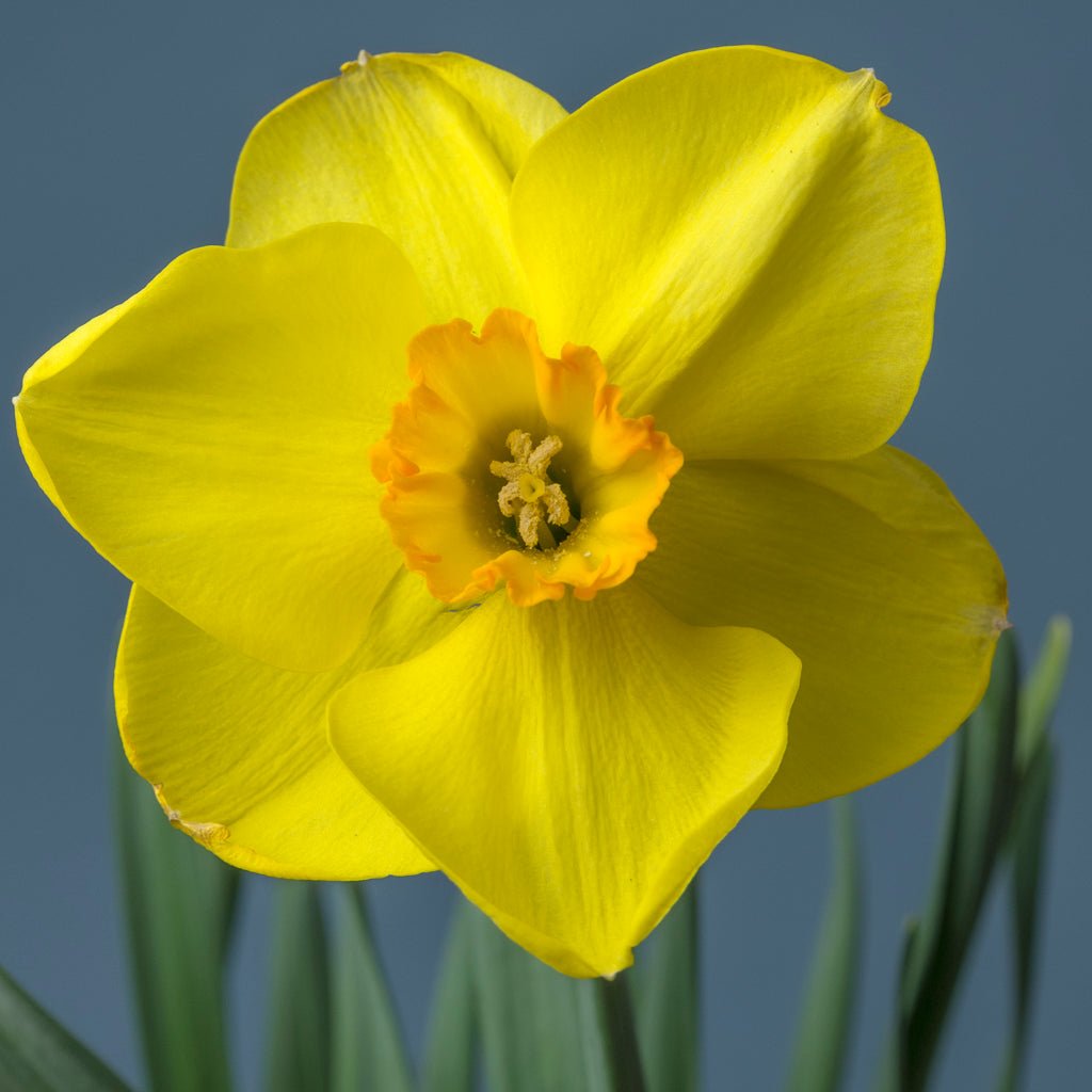 Jenna - Special Narcissus - Fluwel