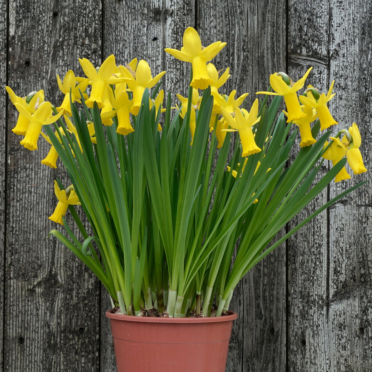 Jetage - gele Cyclamineus narcis - Fluwel