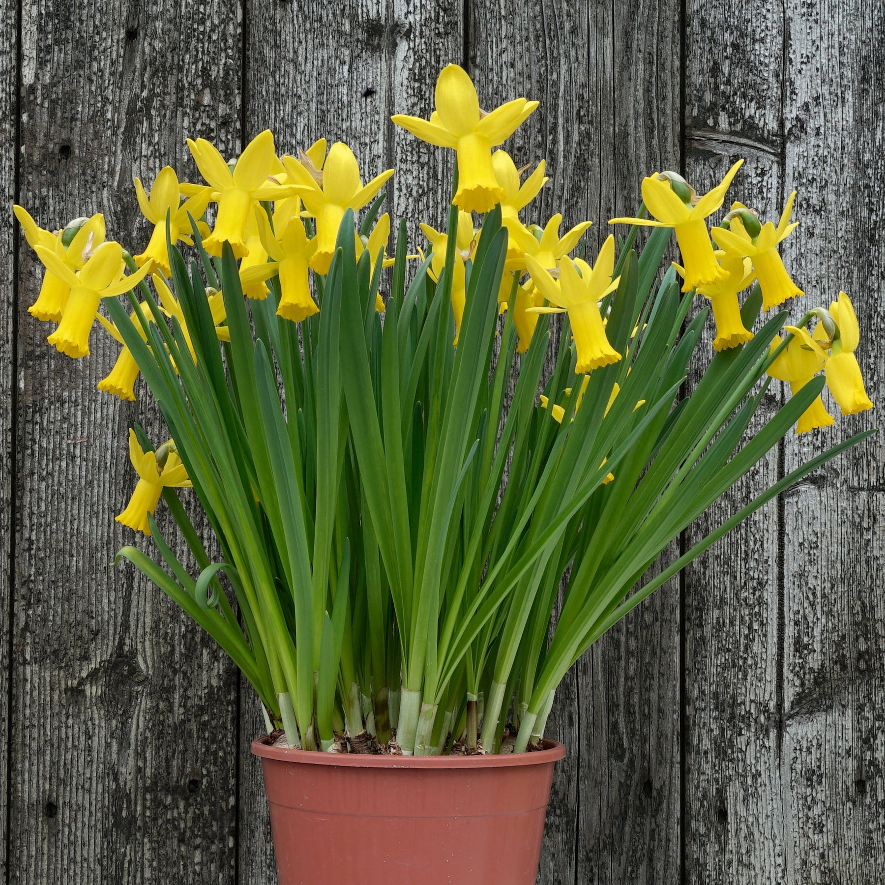 Jetage - Special Narcissus - Fluwel