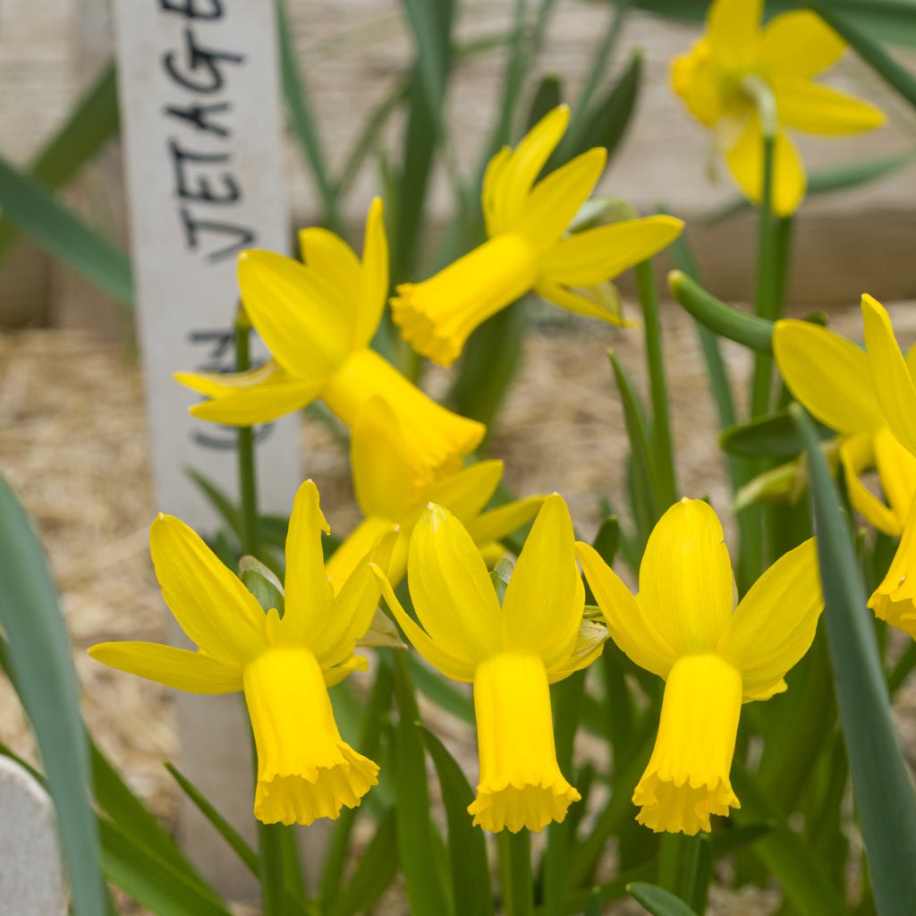 Jetage - gele Cyclamineus narcis - Fluwel