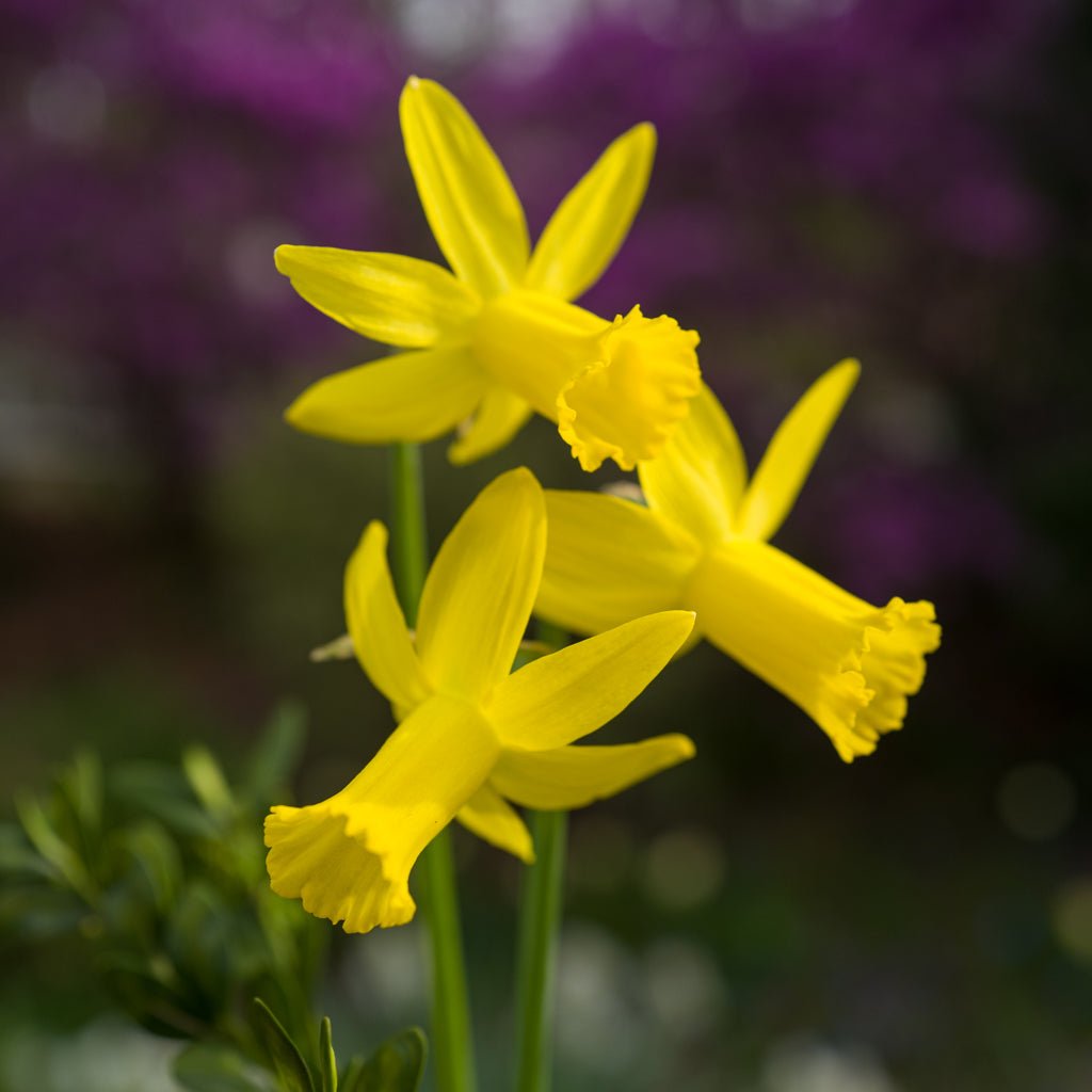 Jetage - Special Narcissus - Fluwel