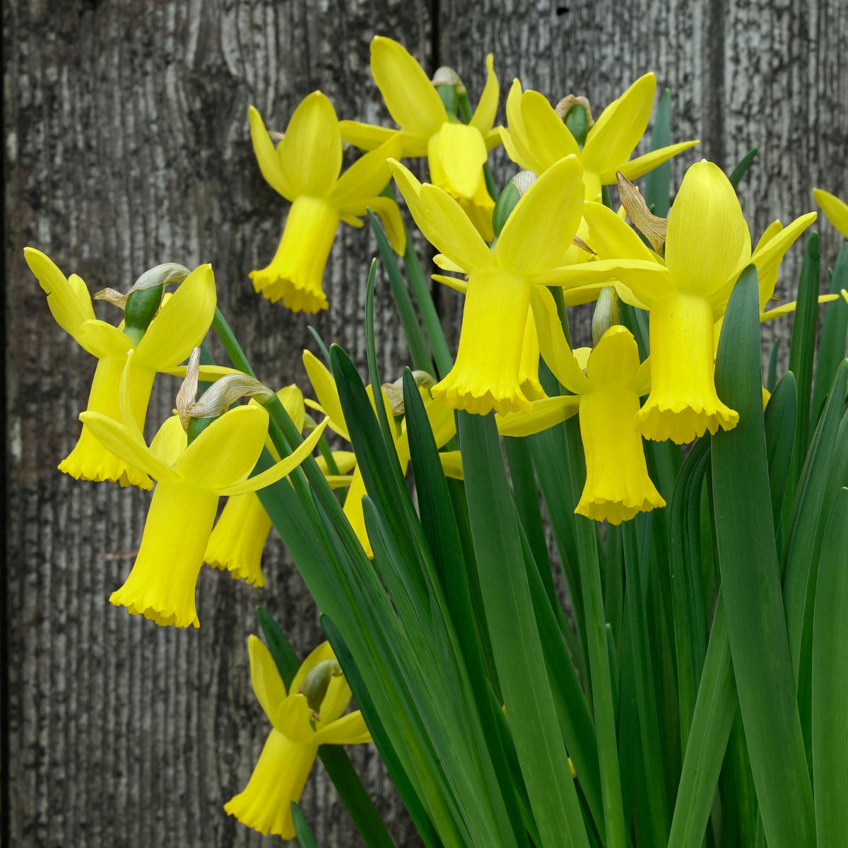 Jetage - gele Cyclamineus narcis - Fluwel