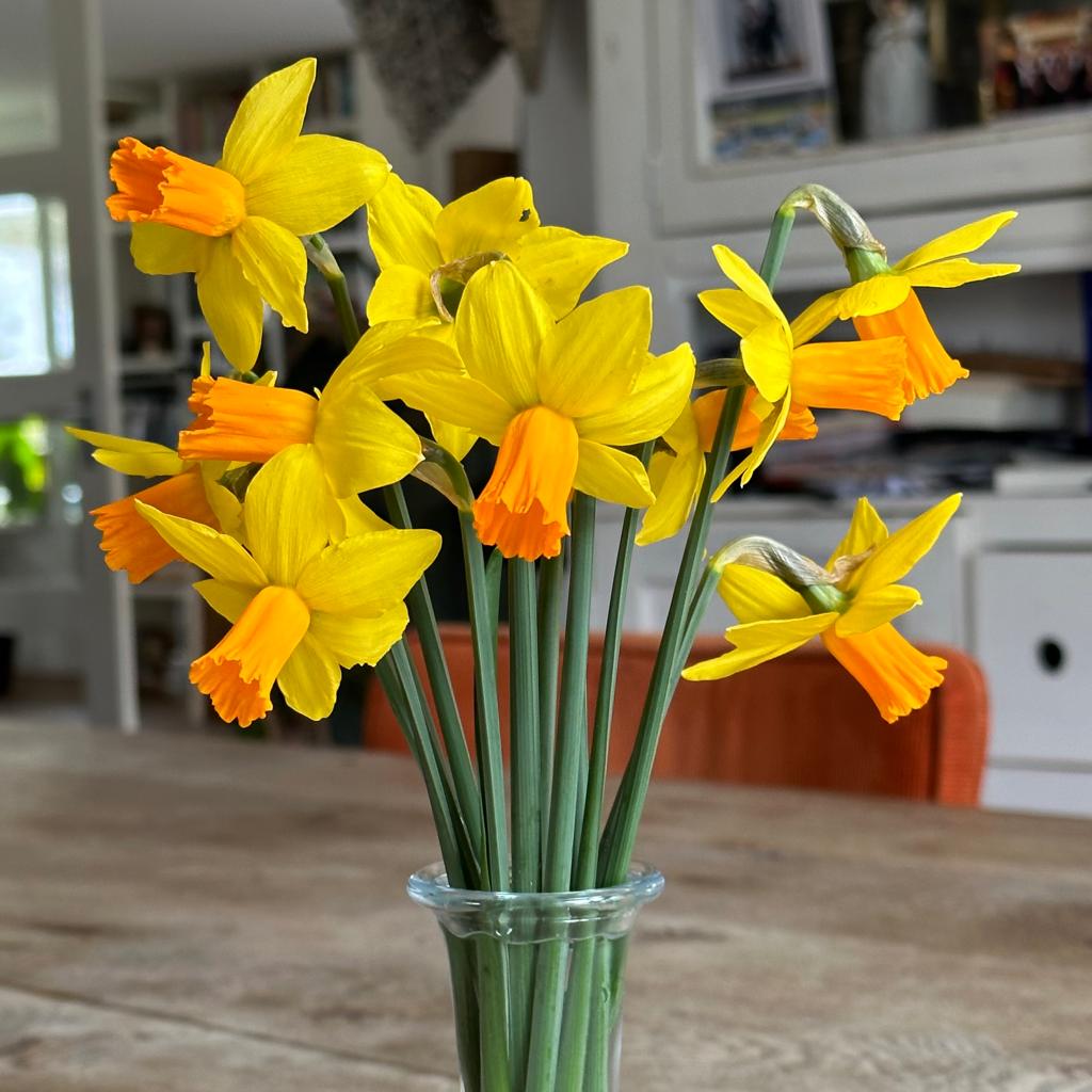 Jetfire - Narcissus - Fluwel