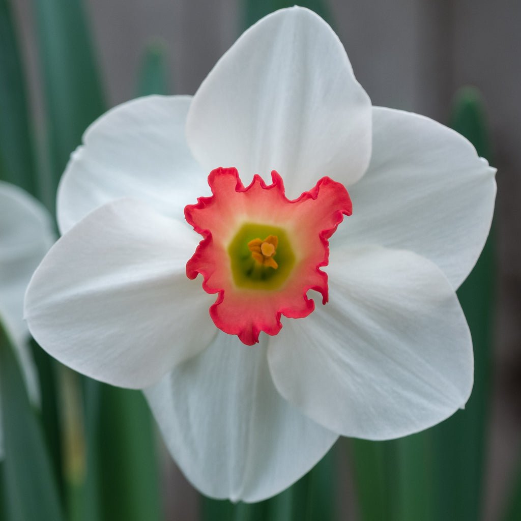 Jeu d' Amour - Large-cupped narcis - Fluwel