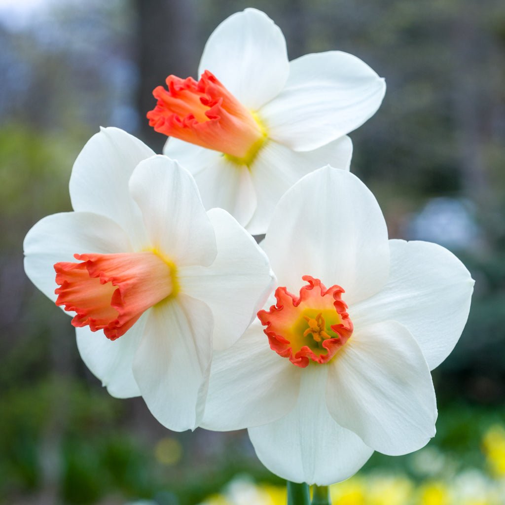Jeu d' Amour - Large-cupped narcis - Fluwel