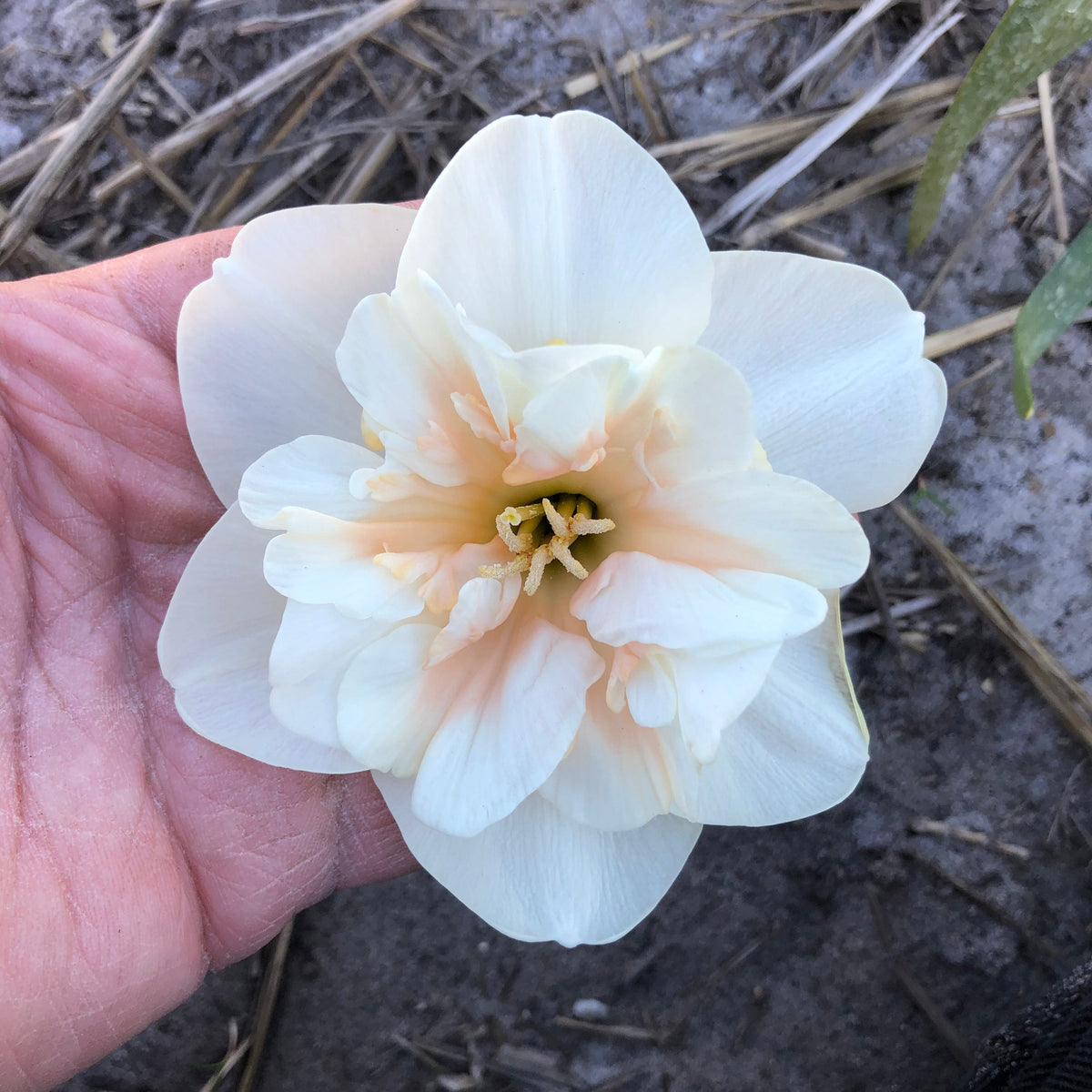 Jodi - Split-cupped narcis - Fluwel