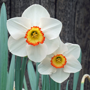 Juliet's Choice - Special Narcissus - Fluwel