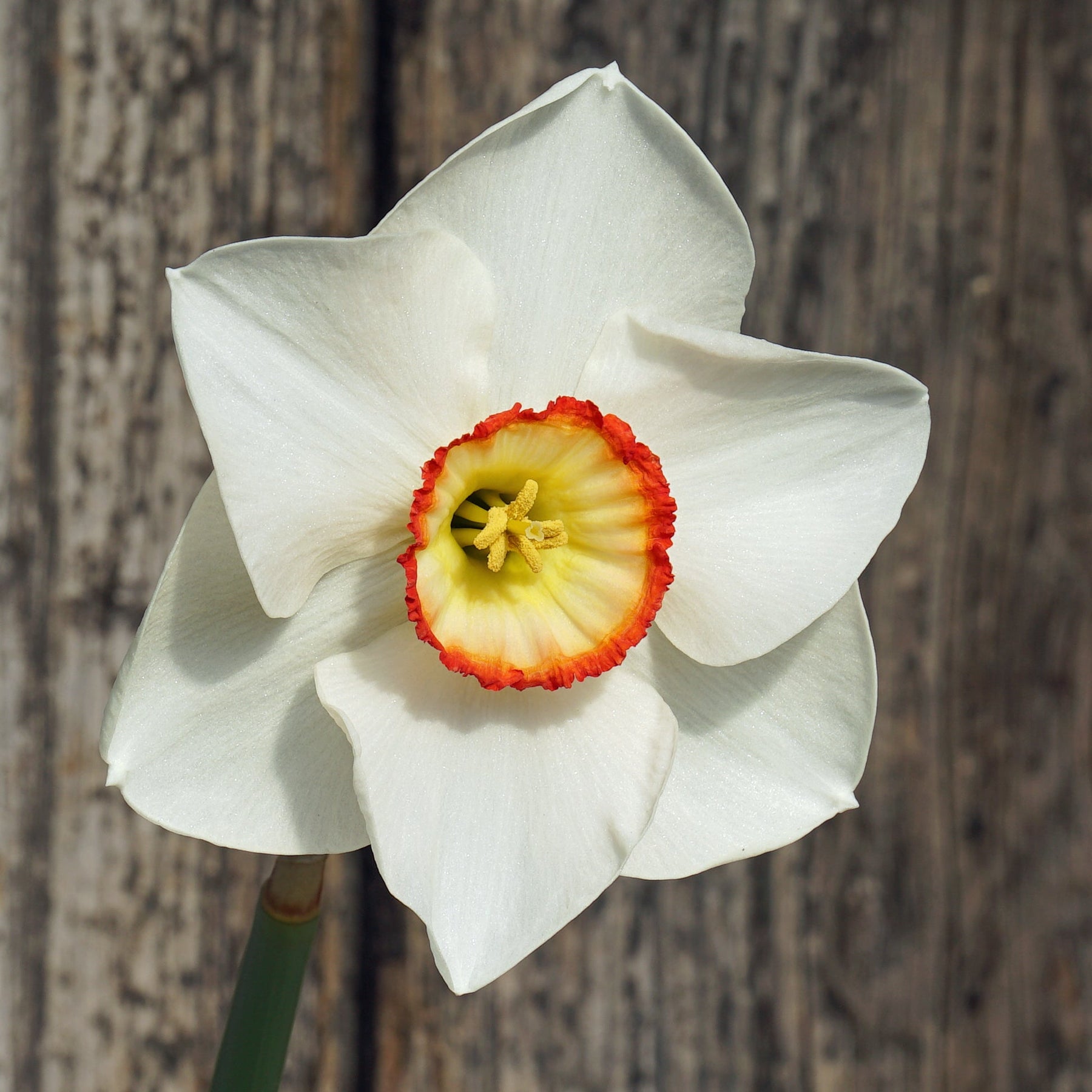 Juliet's Choice - Special Narcissus - Fluwel