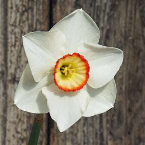 Juliet's Choice - Special Narcissus - Fluwel