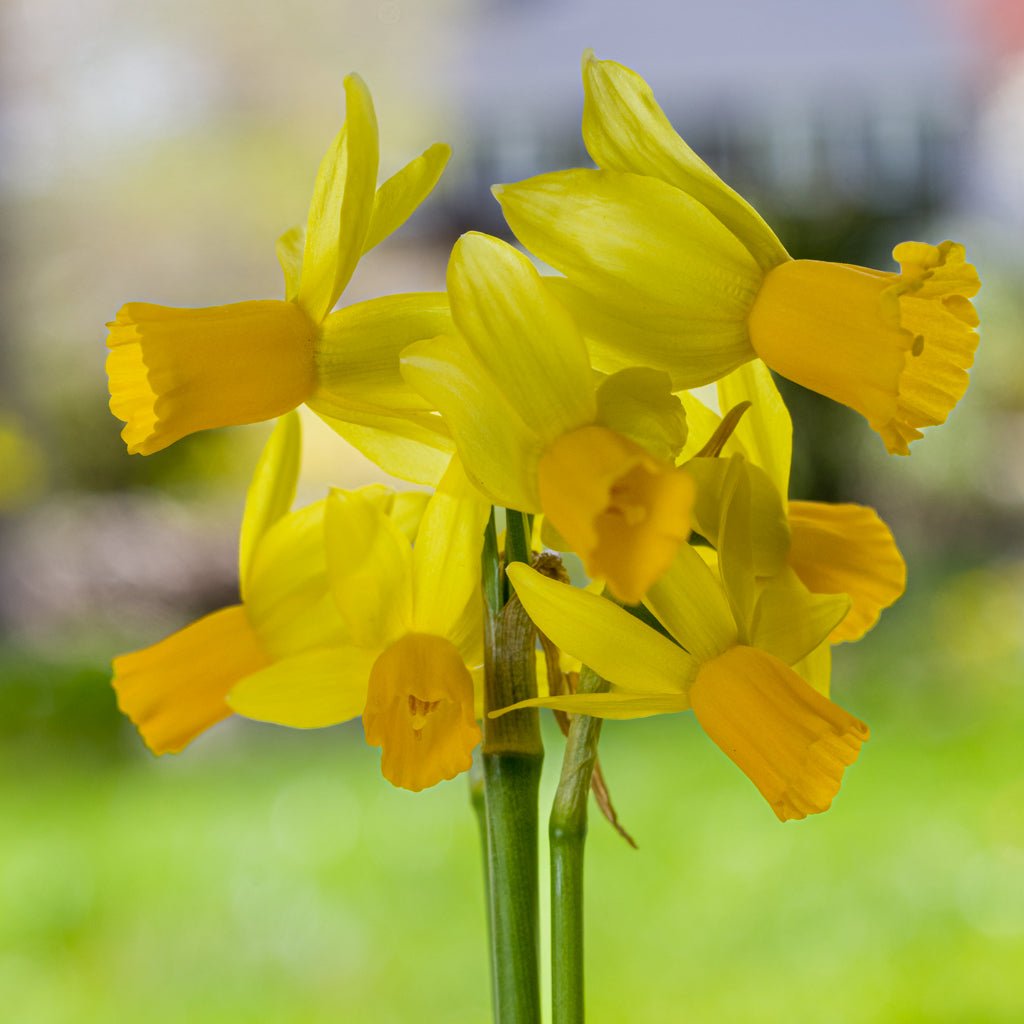 Jumblie - gele narcis - Fluwel