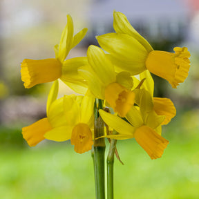 Jumblie - Special Narcissus - Fluwel
