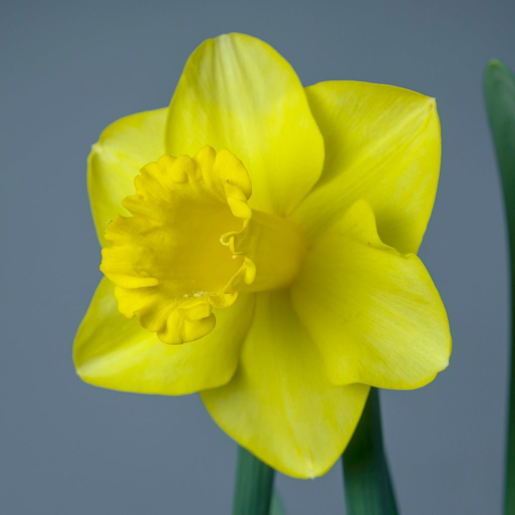 Jump Start - gele Trumpet narcis - Fluwel