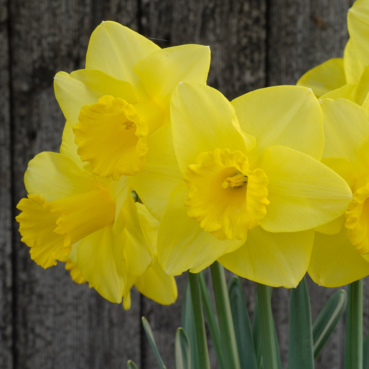 Jump Start - gele Trumpet narcis - Fluwel