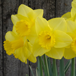 Jump Start - Special Narcissus - Fluwel