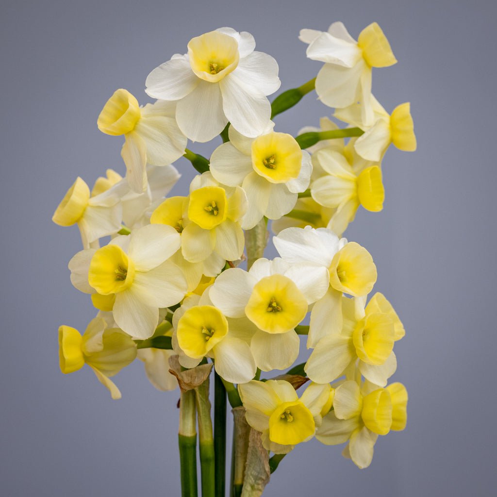 KayKay - wit-gele Jonquilla narcis - Fluwel