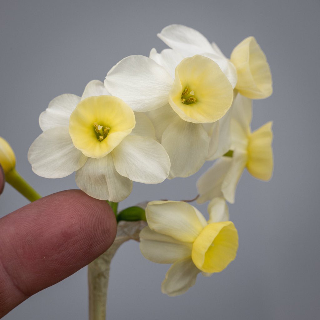 KayKay - wit-gele Jonquilla narcis - Fluwel