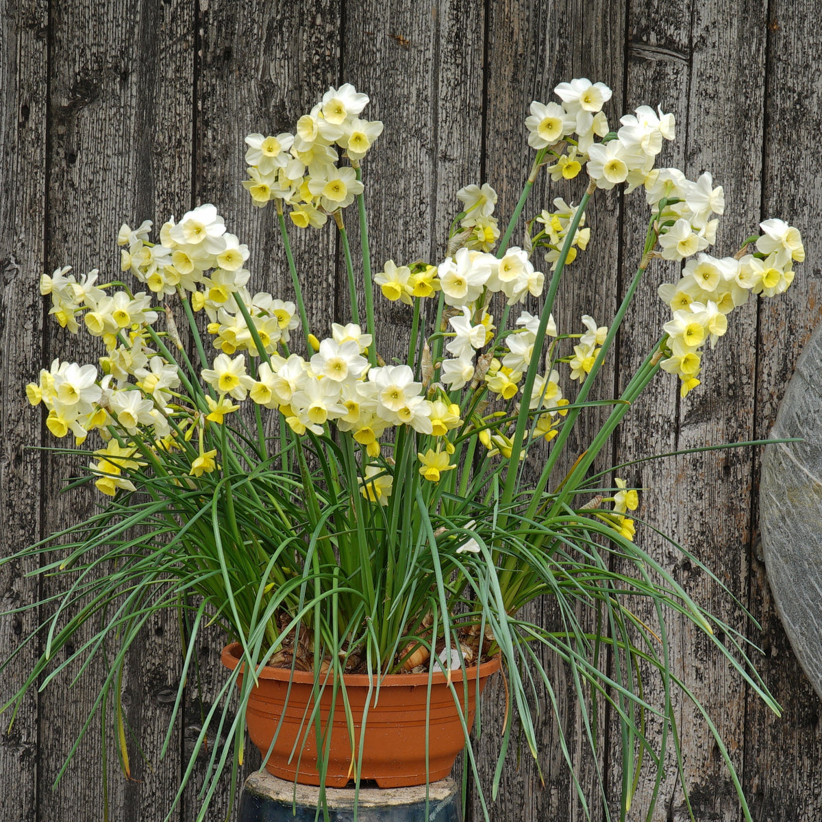 KayKay - wit-gele Jonquilla narcis - Fluwel
