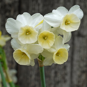 KayKay - Special Narcissus - Fluwel
