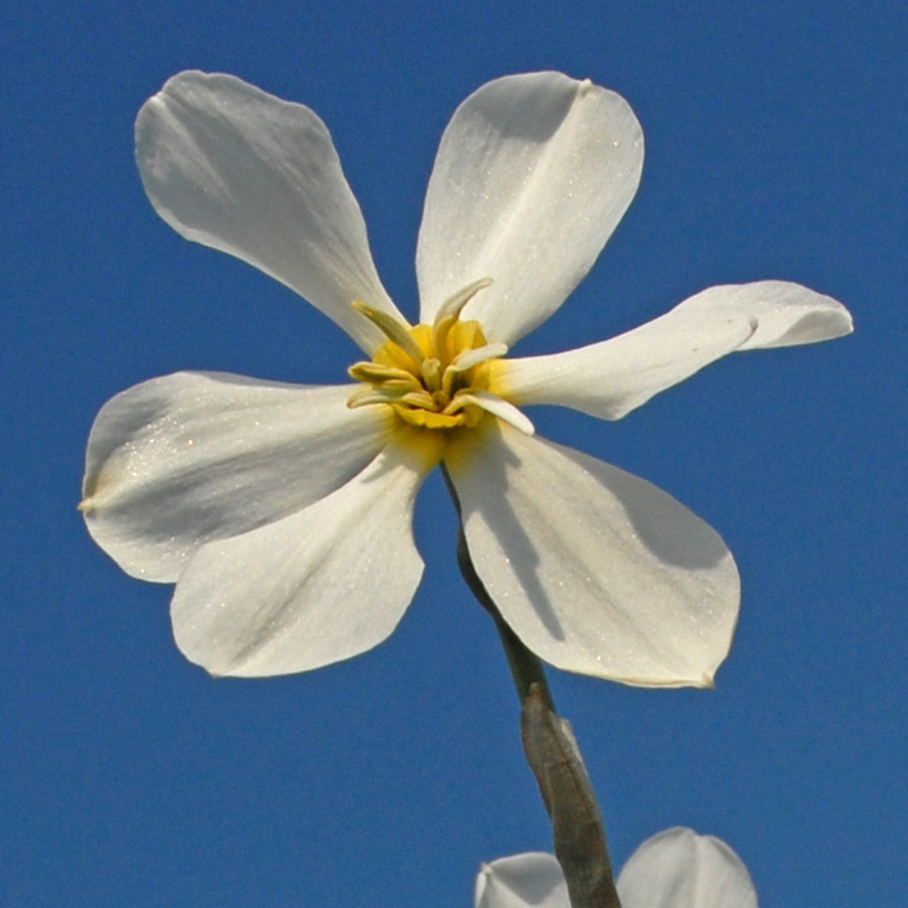 Keats - Special Narcissus - Fluwel
