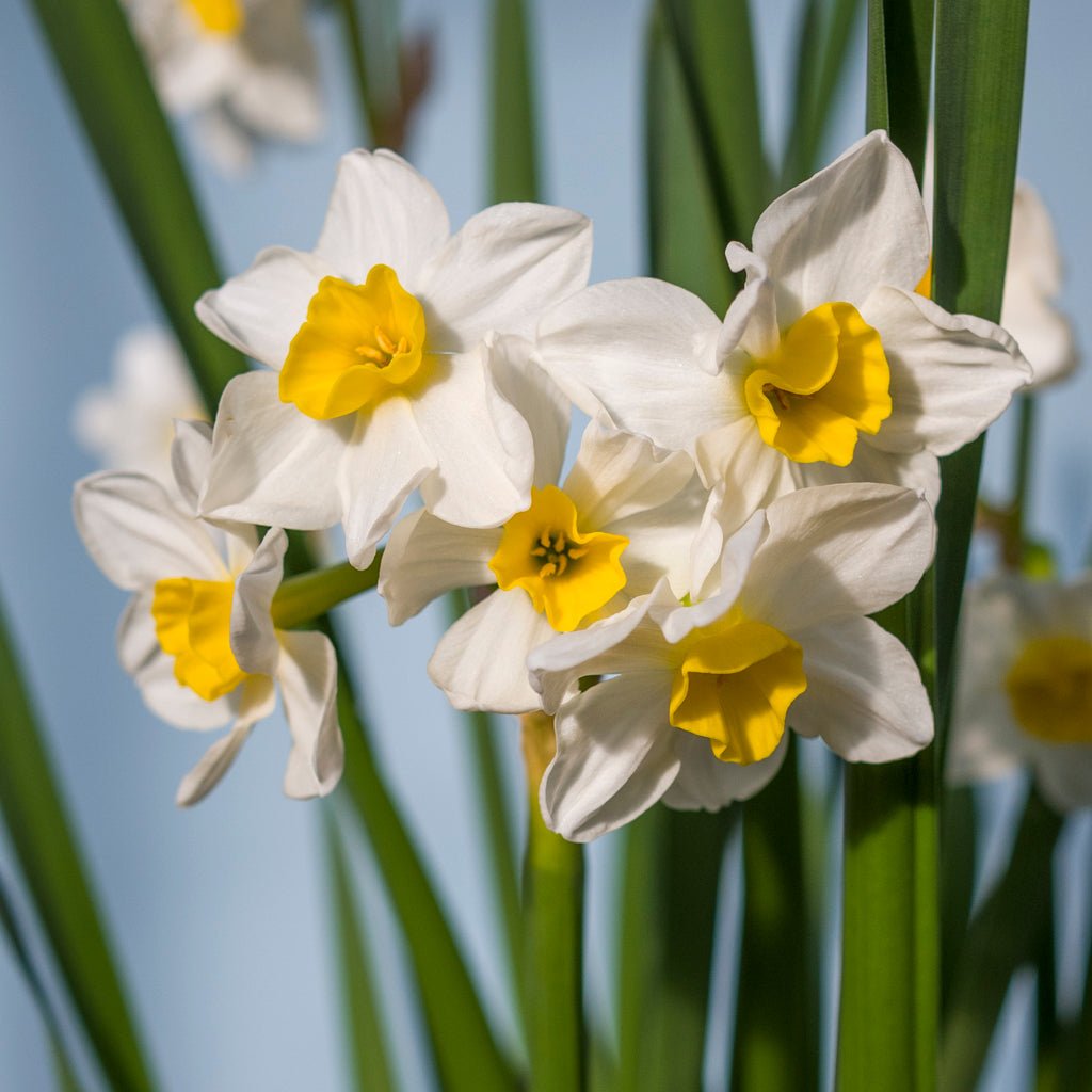 Killara - wit-gele Tazetta narcis - Fluwel