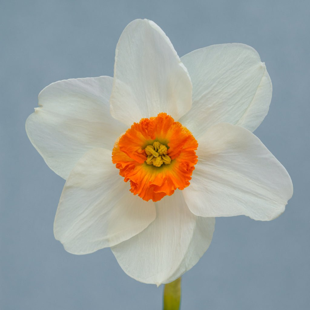 La Riante - wit-oranje-rode Small-cupped narcis - Fluwel