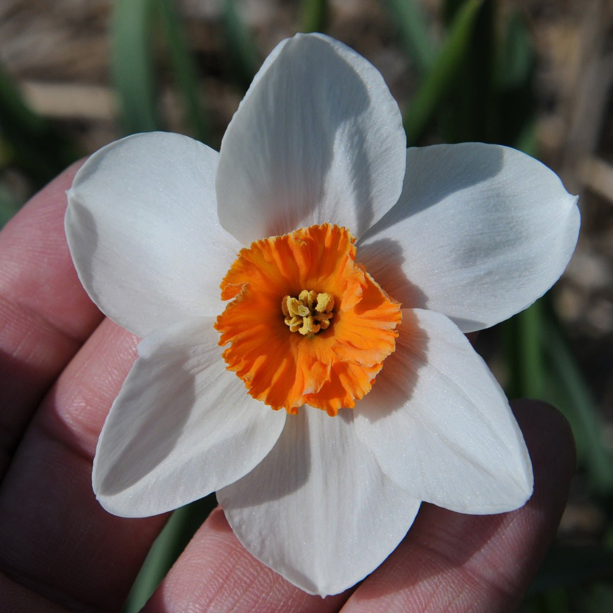 La Riante - Narcissus - Fluwel