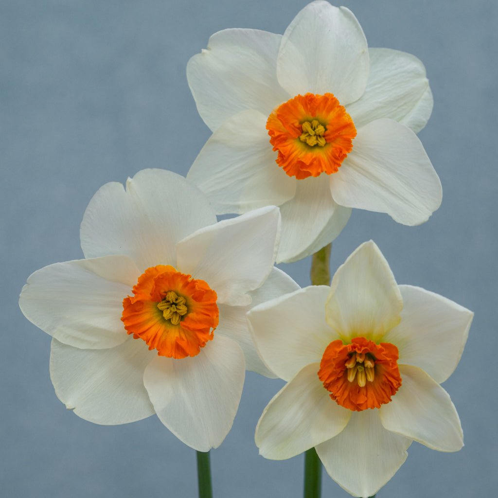 La Riante - Narcissus - Fluwel