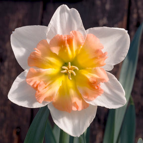Lady B - Special Narcissus - Fluwel