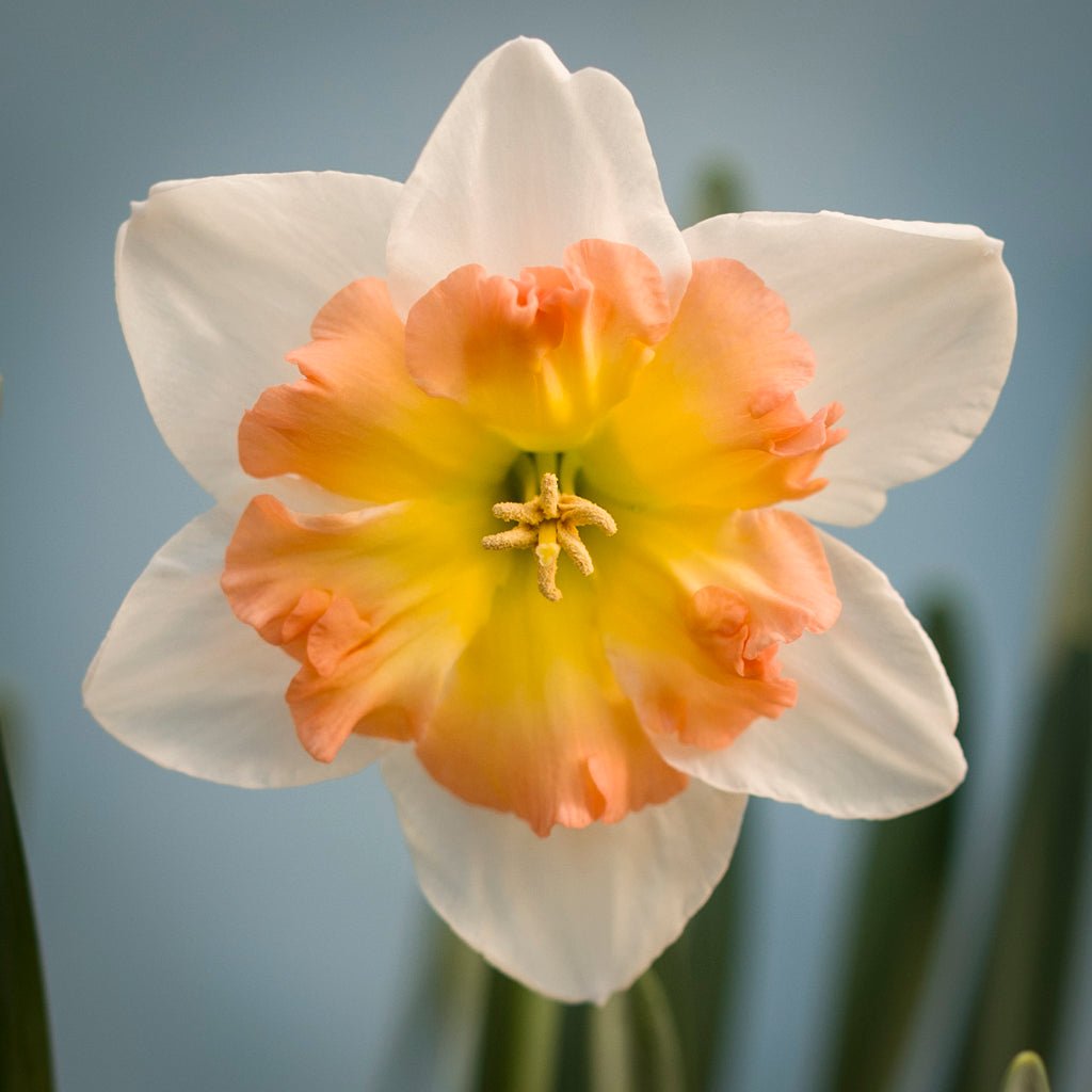 Lady B - Split-cupped narcis - Fluwel