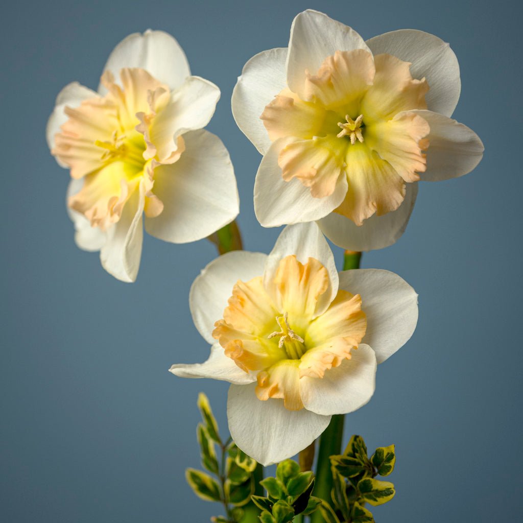 Lady B - Split-cupped narcis - Fluwel