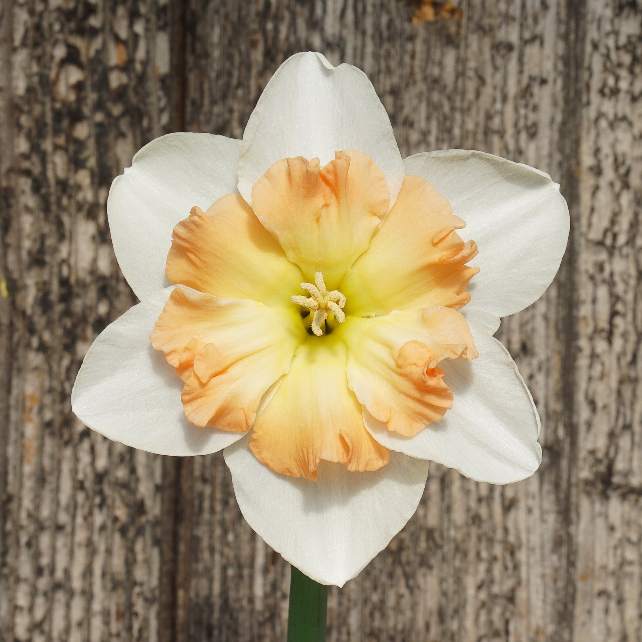 Lady B - Split-cupped narcis - Fluwel