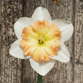 Lady B - Special Narcissus - Fluwel