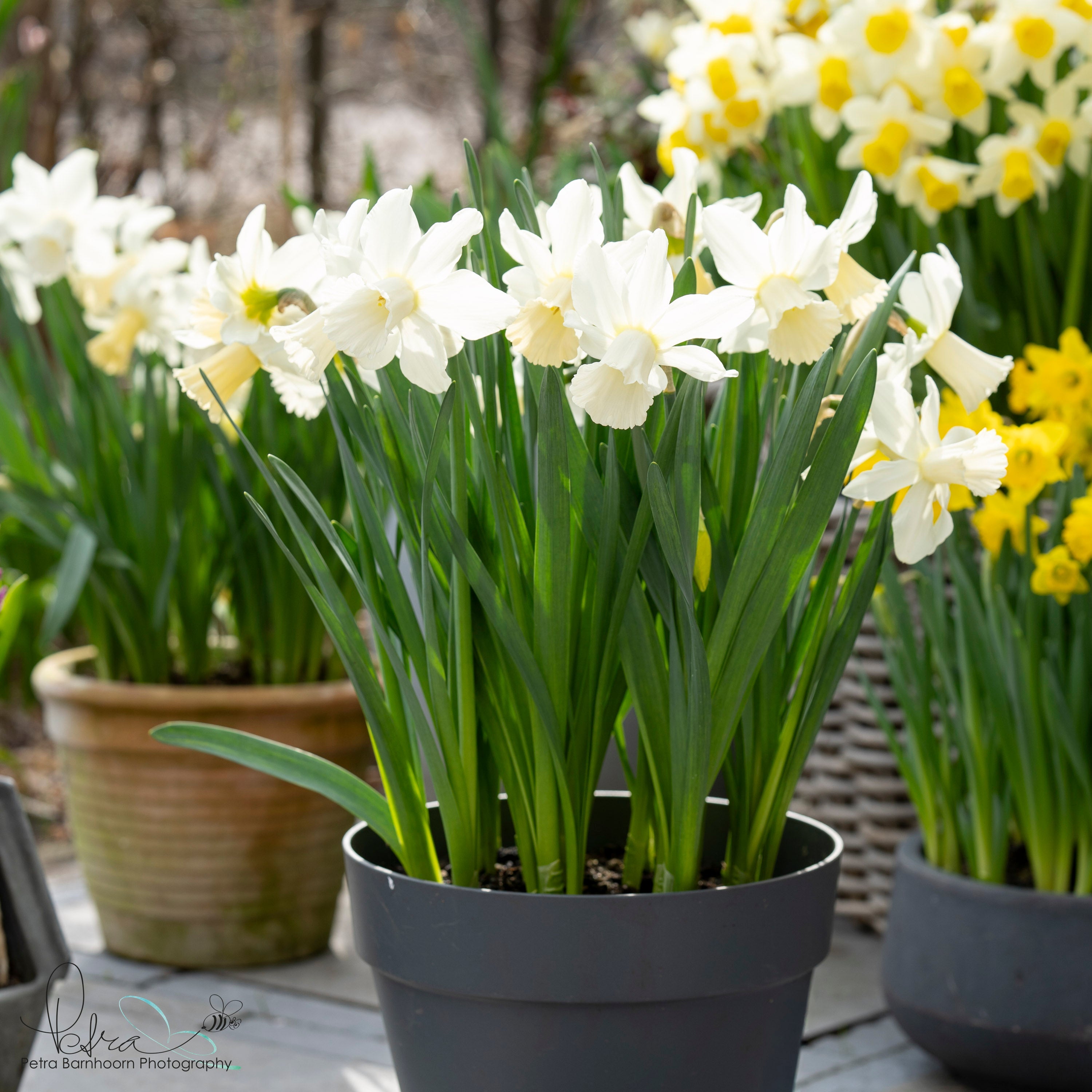 Lady Madonna - Narcissus - Fluwel