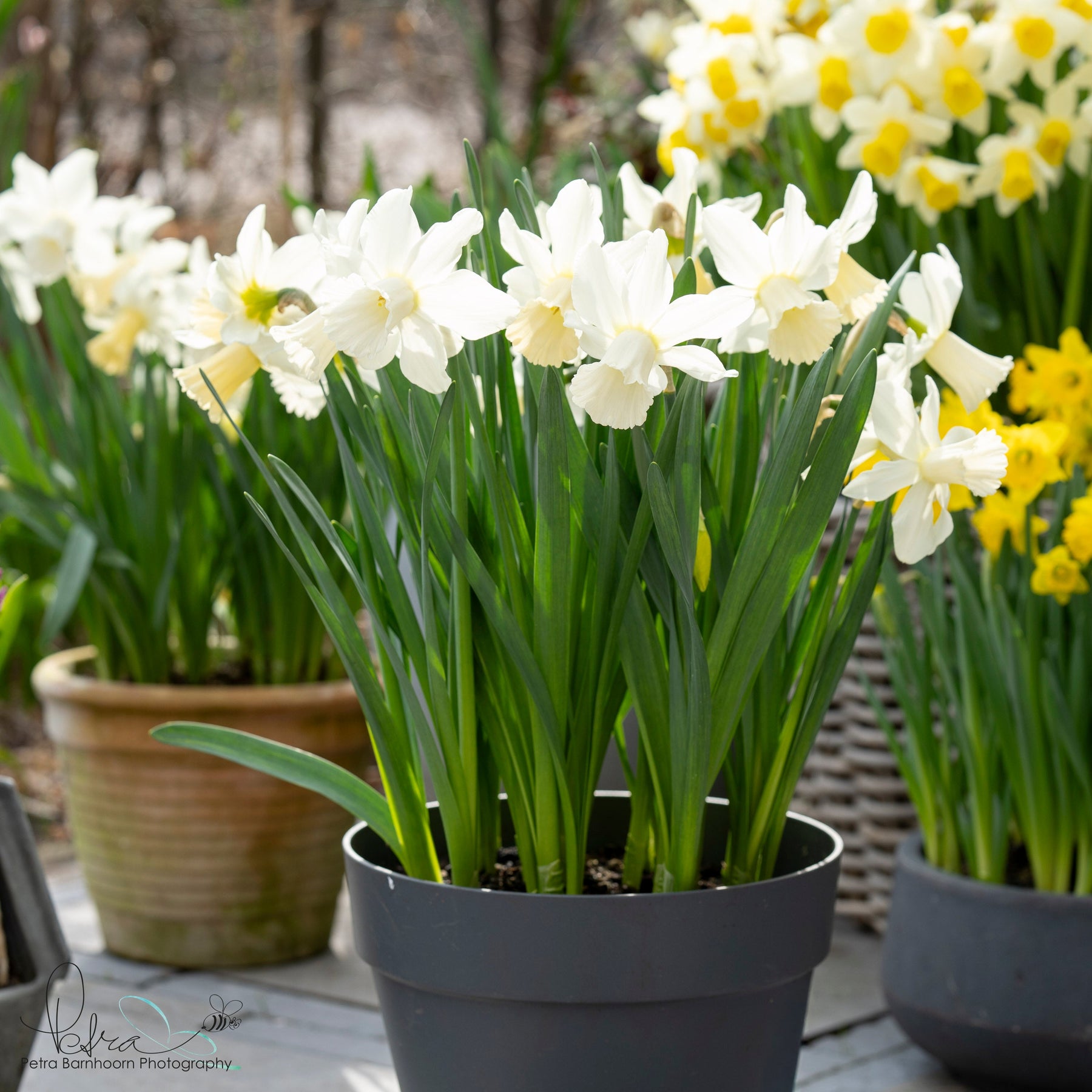 Lady Madonna - Narcissus - Fluwel