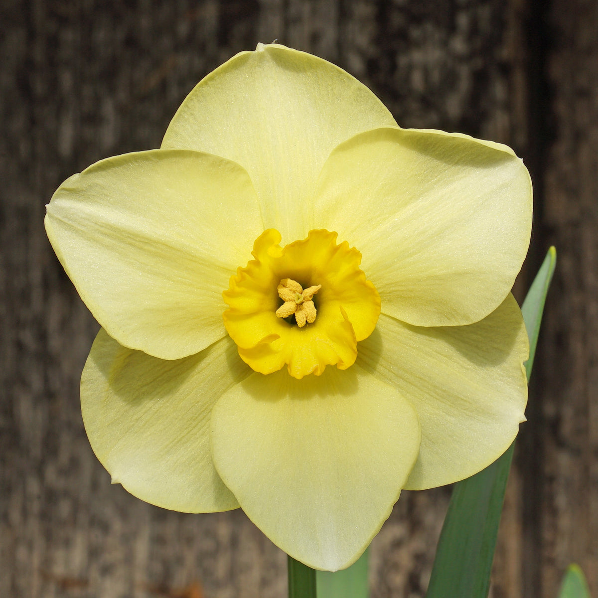 Lemon Choice - gele Small-cupped narcis - Fluwel