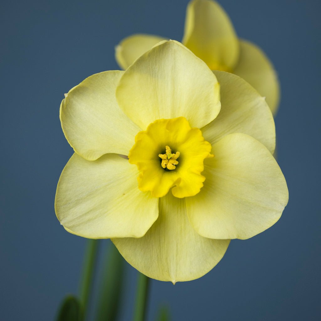 Lemon Choice - Special Narcissus - Fluwel