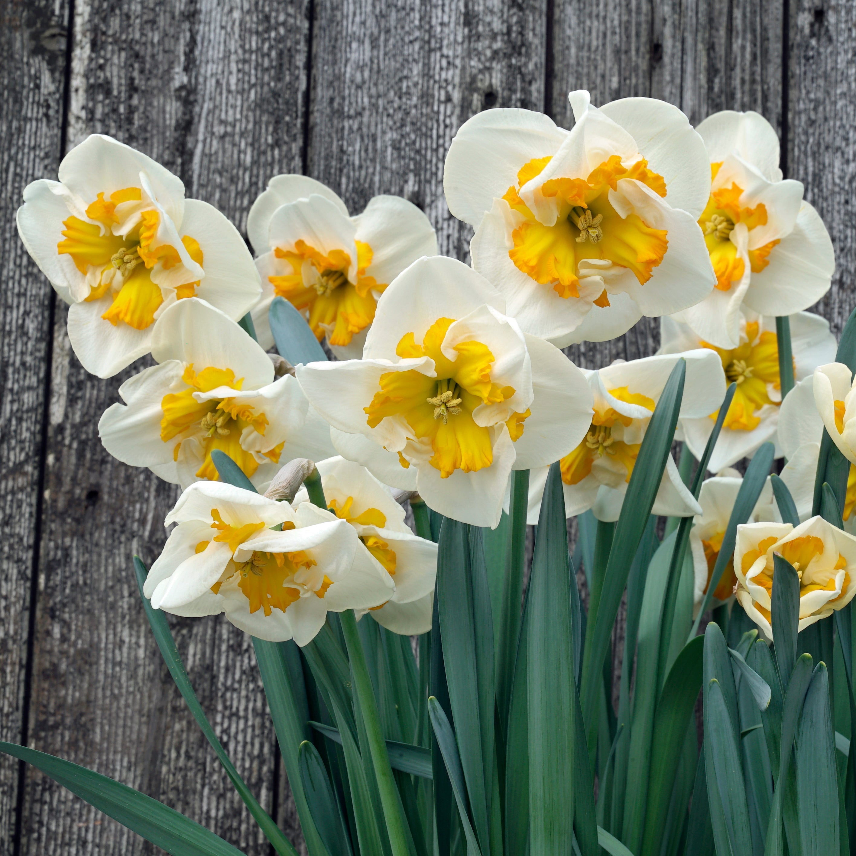 Let's Dance - Special Narcissus - Fluwel