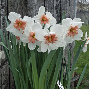 Let's Kiss - Special Narcissus - Fluwel