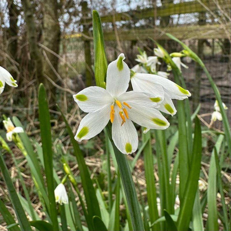 Leucojum